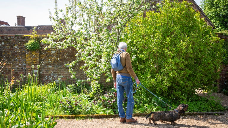 Person with a blue backpack standing on a gravel path in a lush walled garden, holding a leash attached to a small dog, surrounded by flowering plants, a blossoming tree, and a brick wall in the background.
